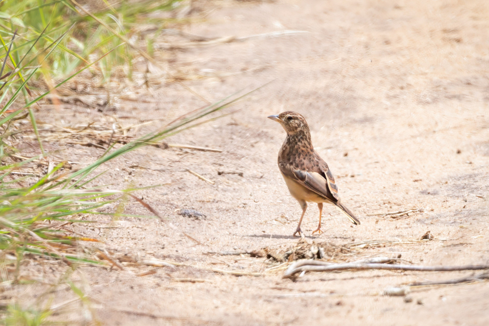 image Flappet Lark